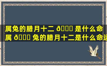 属兔的腊月十二 🍀 是什么命（属 🐒 兔的腊月十二是什么命运）